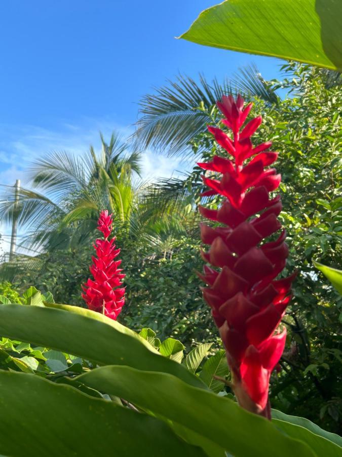 Joli Bungalow Fleuri Les Abymes Exterior photo